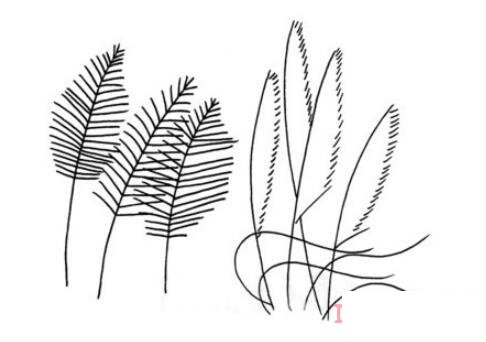 蘆葦怎么畫(huà)好看 蘆葦簡(jiǎn)筆畫(huà)圖片