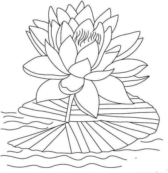 簡(jiǎn)筆畫亭亭玉立的荷花的具體畫法步驟圖片教程