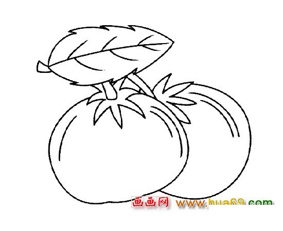蔬菜簡筆畫【西紅柿】5