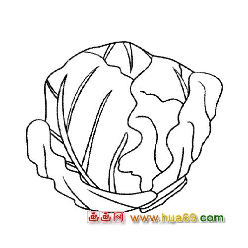 圓圓大大白菜簡(jiǎn)筆畫(huà)5