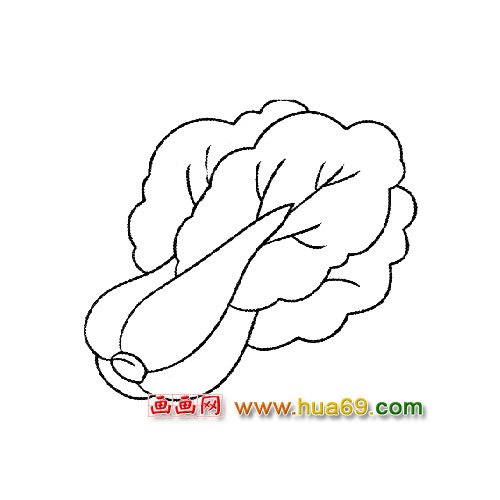 蔬菜簡筆畫│白菜1