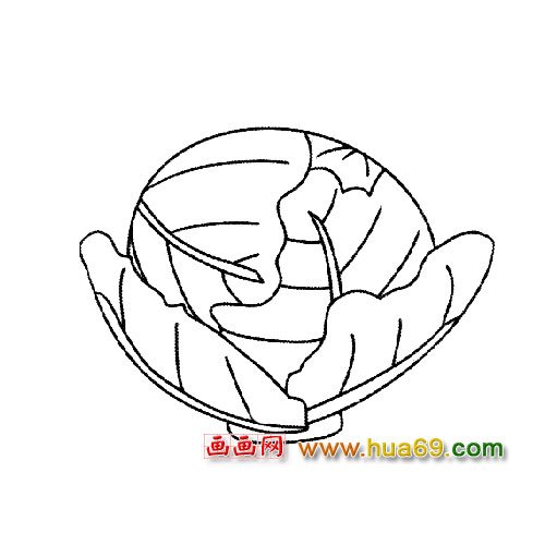 簡筆畫│被剝開的白菜3