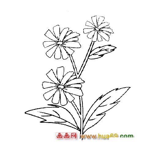 花卉簡(jiǎn)筆畫(huà)：三朵菊花