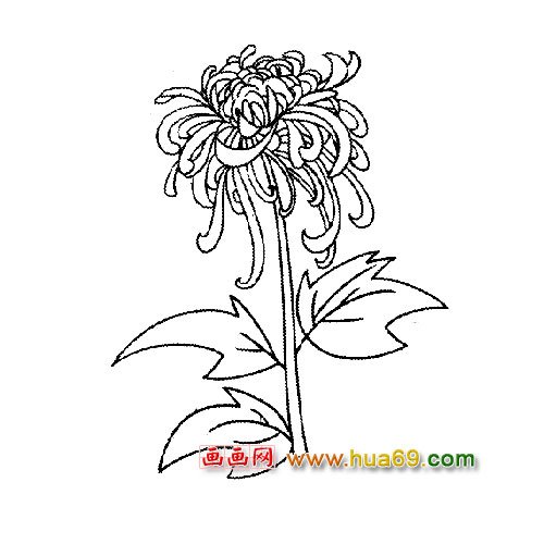 花卉簡(jiǎn)筆畫：盛開(kāi)的菊花