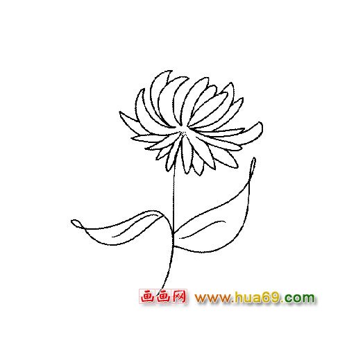 花卉簡筆畫：一朵菊花