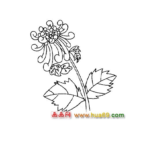 花卉簡筆畫：一朵美麗的菊花