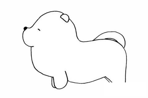 松獅犬簡筆畫圖片