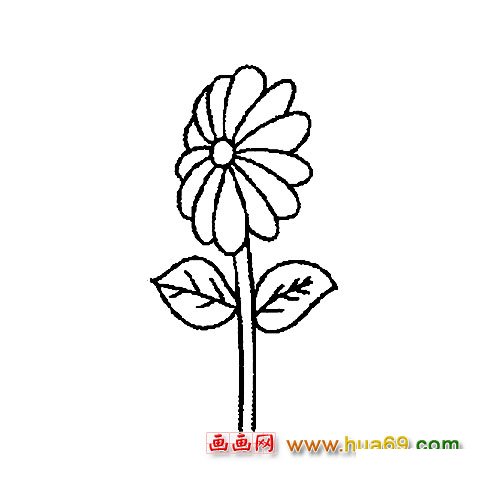 一朵盛開的菊花│花卉簡筆畫