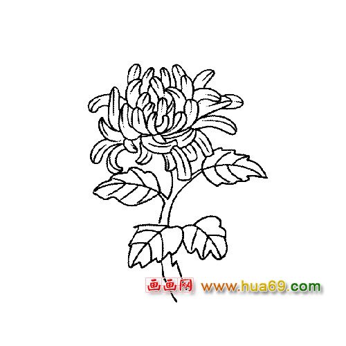 一朵美麗菊花│花卉簡筆畫