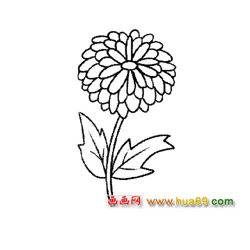 一朵菊花簡筆畫