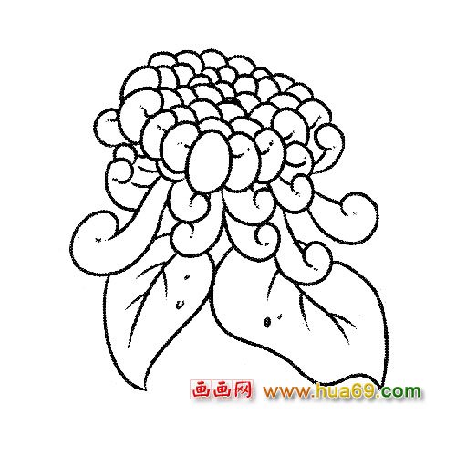 盛開的菊花簡(jiǎn)筆畫