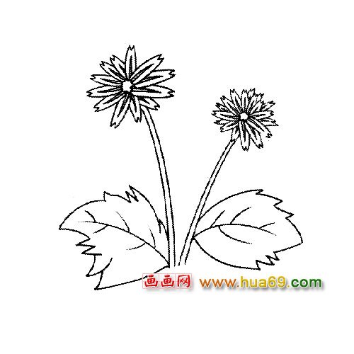 兩朵菊花簡筆畫
