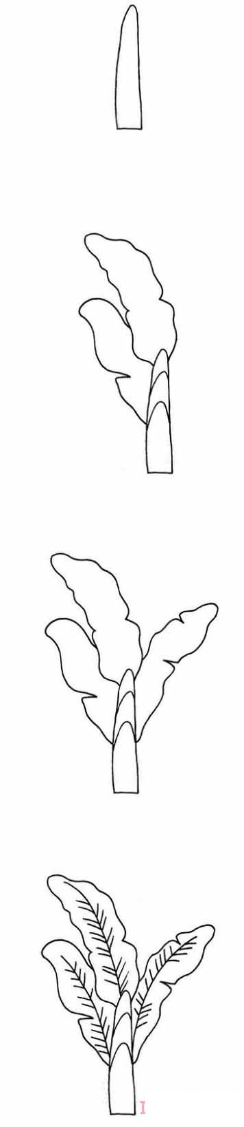芭蕉樹怎么畫可愛 帶步驟圖芭蕉樹簡(jiǎn)筆畫圖片