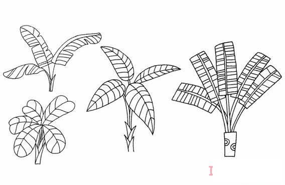 芭蕉樹怎么畫可愛 帶步驟圖芭蕉樹簡(jiǎn)筆畫圖片