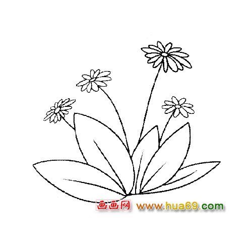菊花的簡筆畫魅力