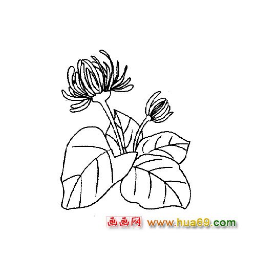 兩朵菊花1│花卉簡筆畫