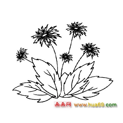 競(jìng)相爭(zhēng)艷的菊花│花卉簡(jiǎn)筆畫(huà)
