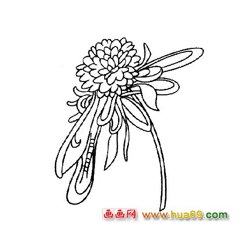 盛開的菊花│花卉簡筆畫