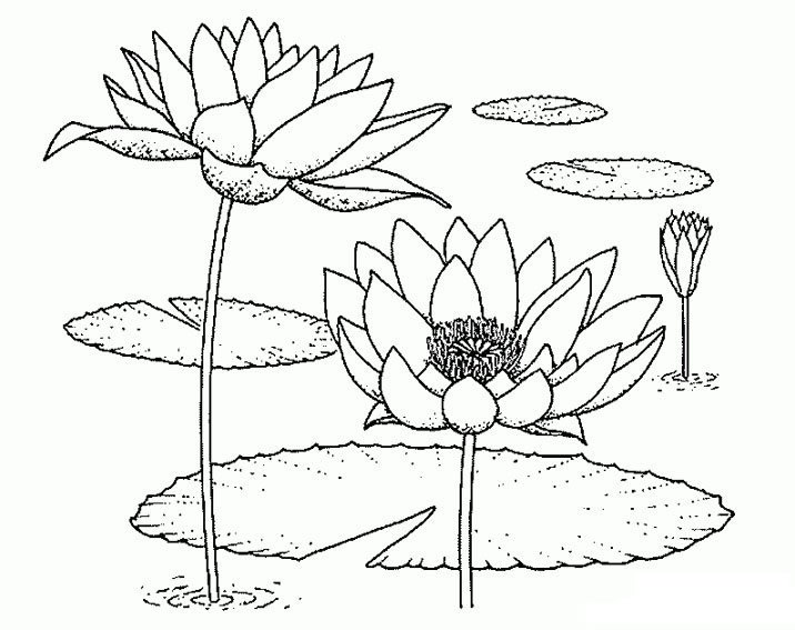 池塘荷花植物花簡筆畫步驟圖片大全