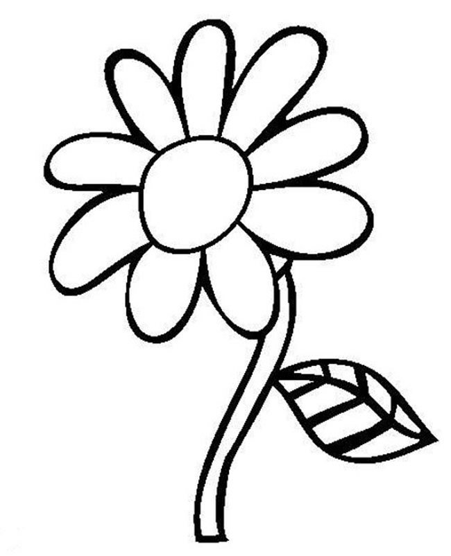 太陽(yáng)花植物花簡(jiǎn)筆畫(huà)步驟圖片大全