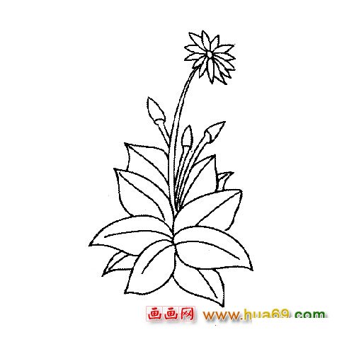 靜謐的菊花│秋季花卉畫作
