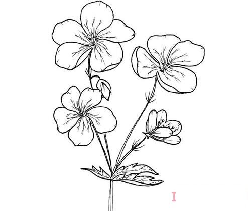 1分鐘簡(jiǎn)筆畫鮮花素描的畫法詳細(xì)步驟簡(jiǎn)單好看