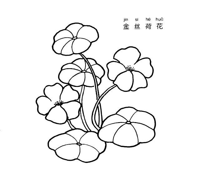 金絲荷花植物花簡(jiǎn)筆畫步驟圖片大全