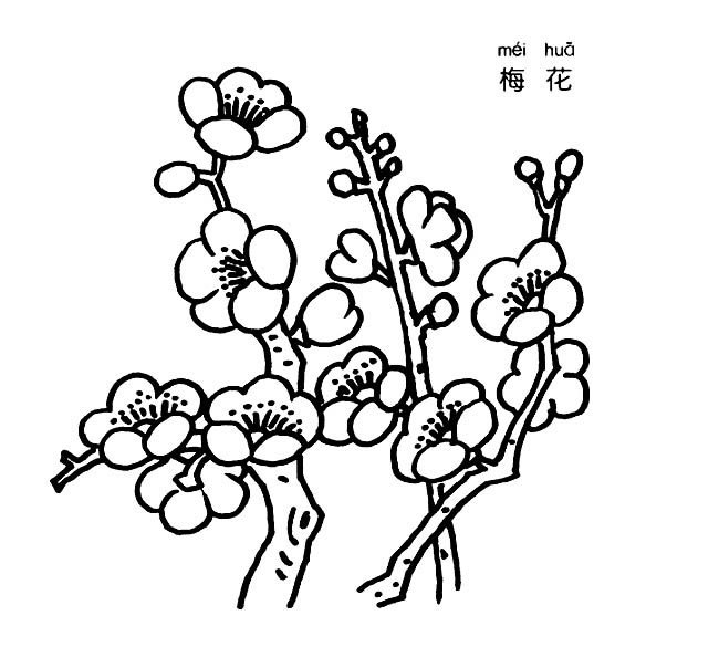 梅花植物花簡筆畫步驟圖片大全